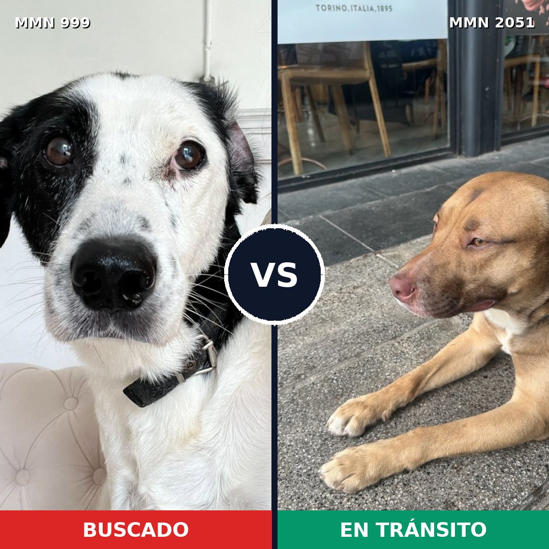 Comparativa MMS 53101: mascota perdida y mascota encontrada, 40% de similitud