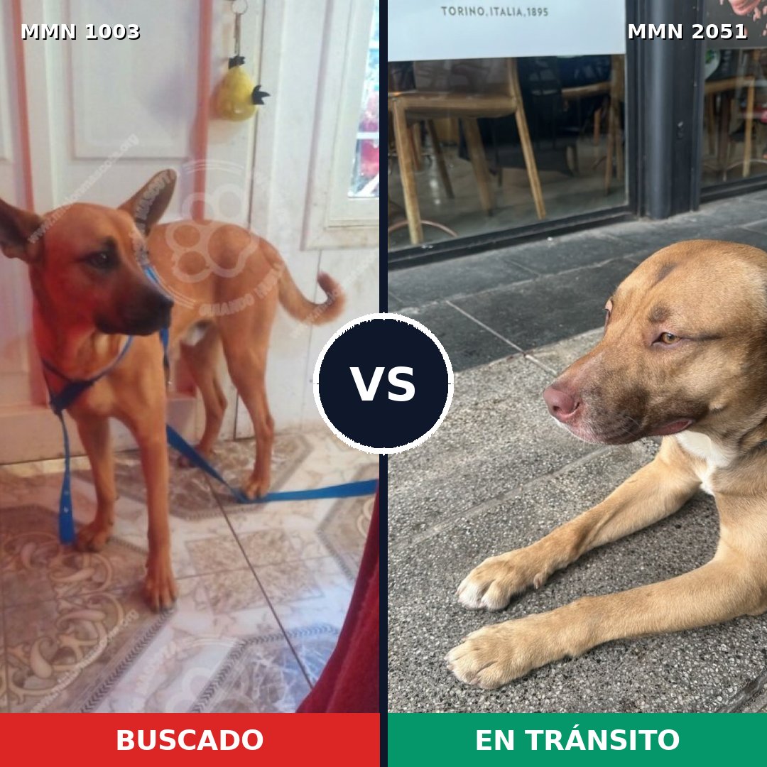 Comparativa MMS 53102: mascota perdida y mascota encontrada, 41% de similitud