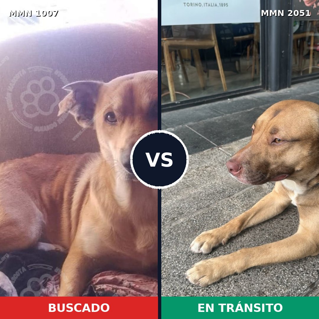 Comparativa MMS 53104: mascota perdida y mascota encontrada, 75% de similitud