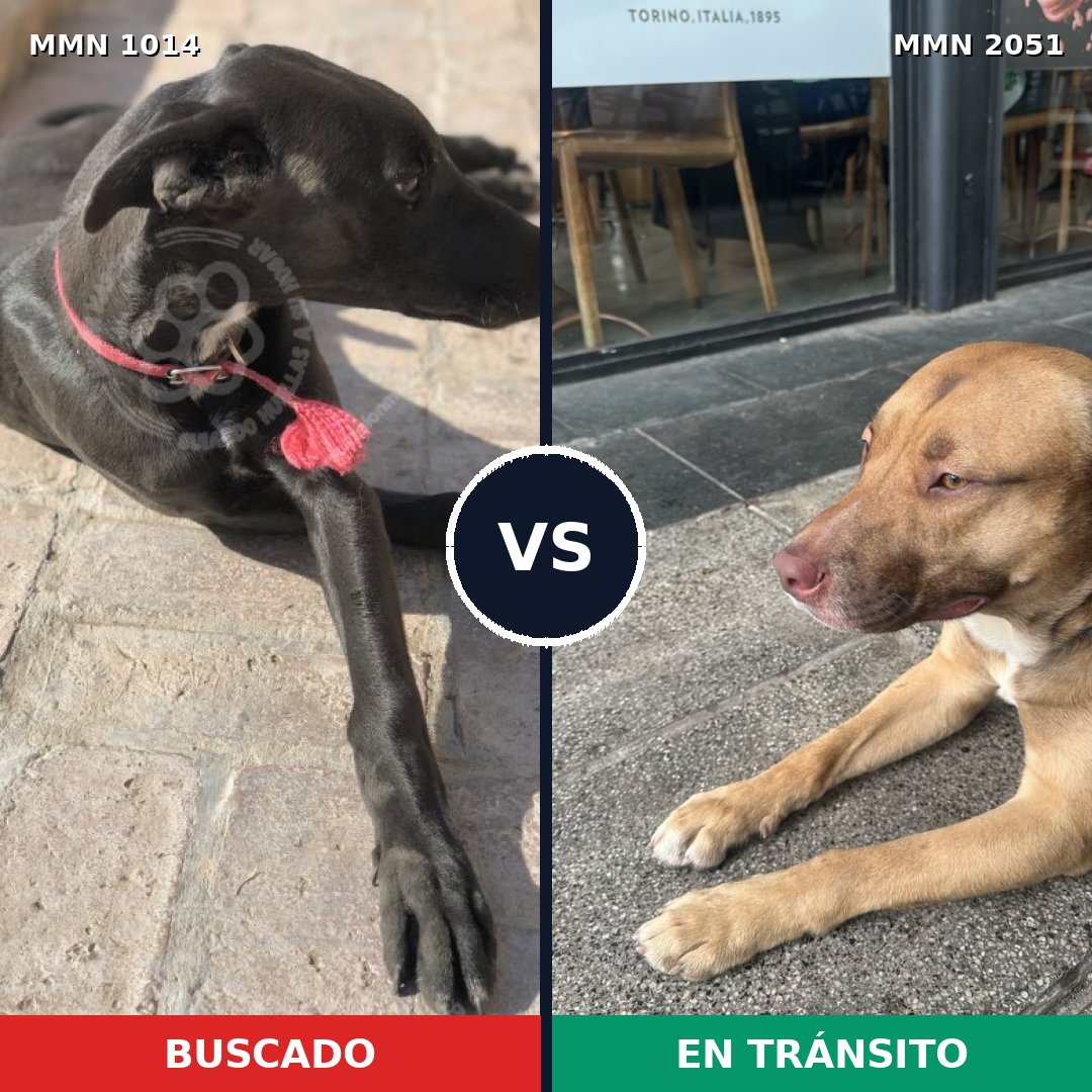 Comparativa MMS 53105: mascota perdida y mascota encontrada, 52% de similitud