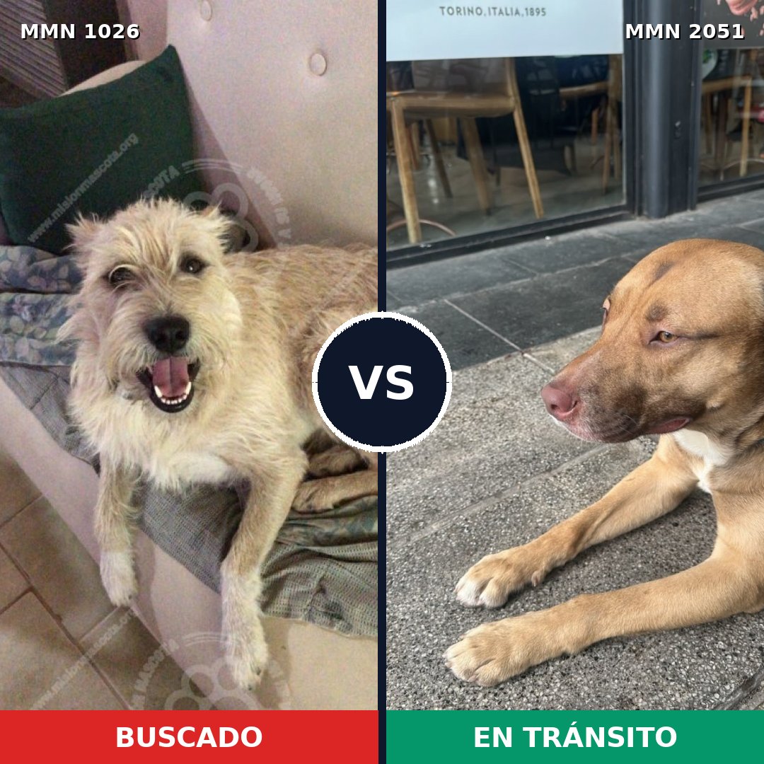 Comparativa MMS 53106: mascota perdida y mascota encontrada, 63% de similitud
