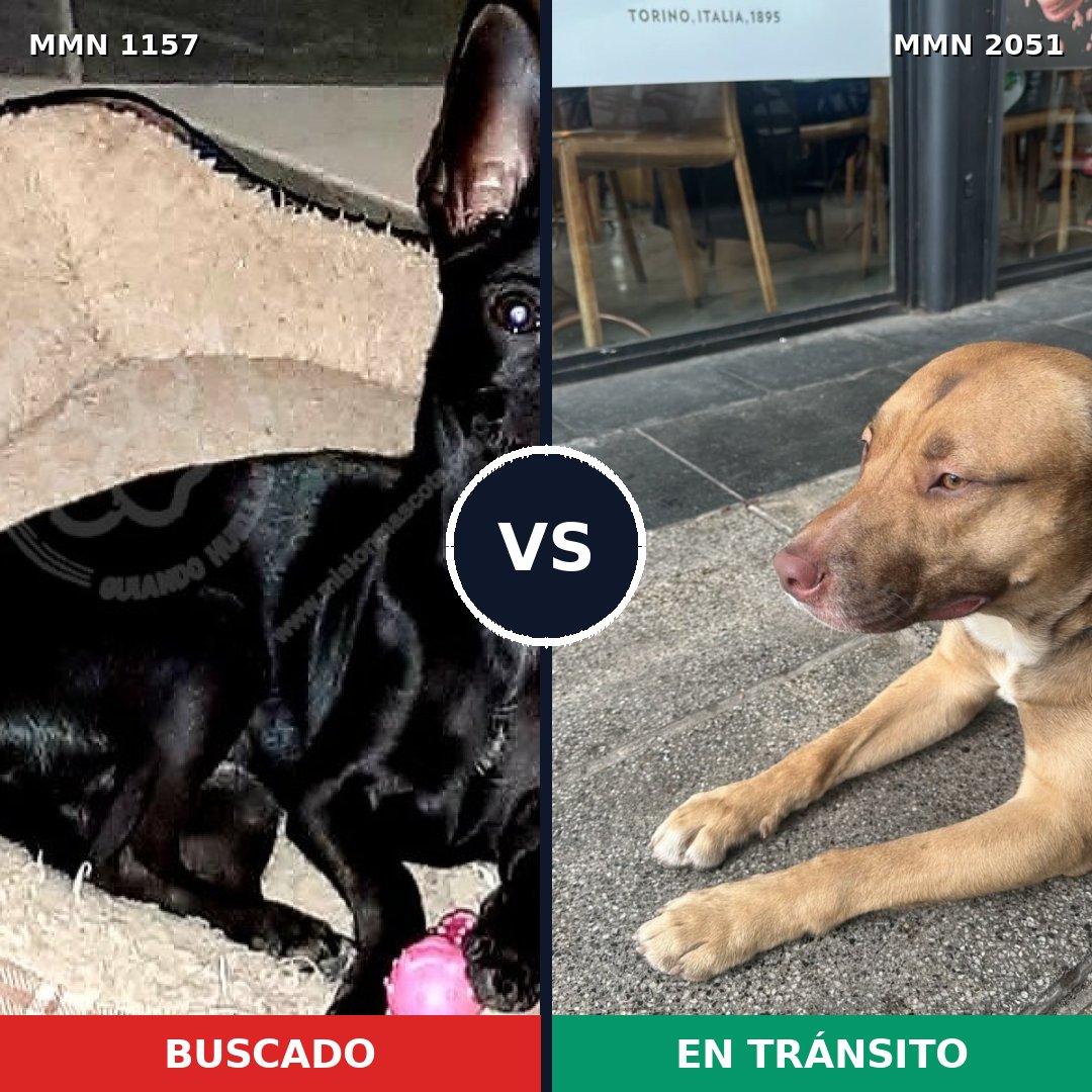 Comparativa MMS 53107: mascota perdida y mascota encontrada, 15% de similitud