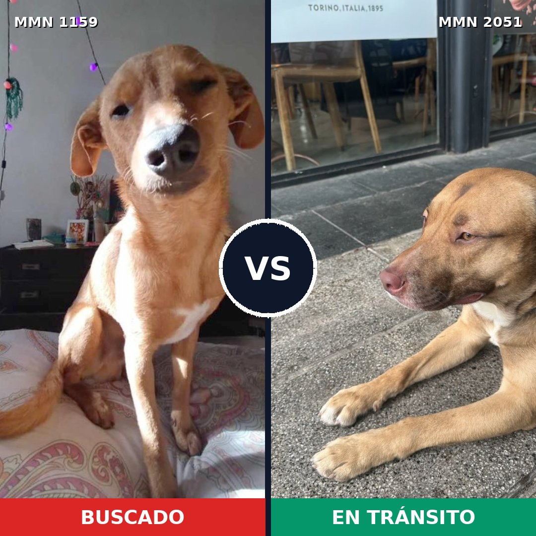 Comparativa MMS 53108: mascota perdida y mascota encontrada, 61% de similitud