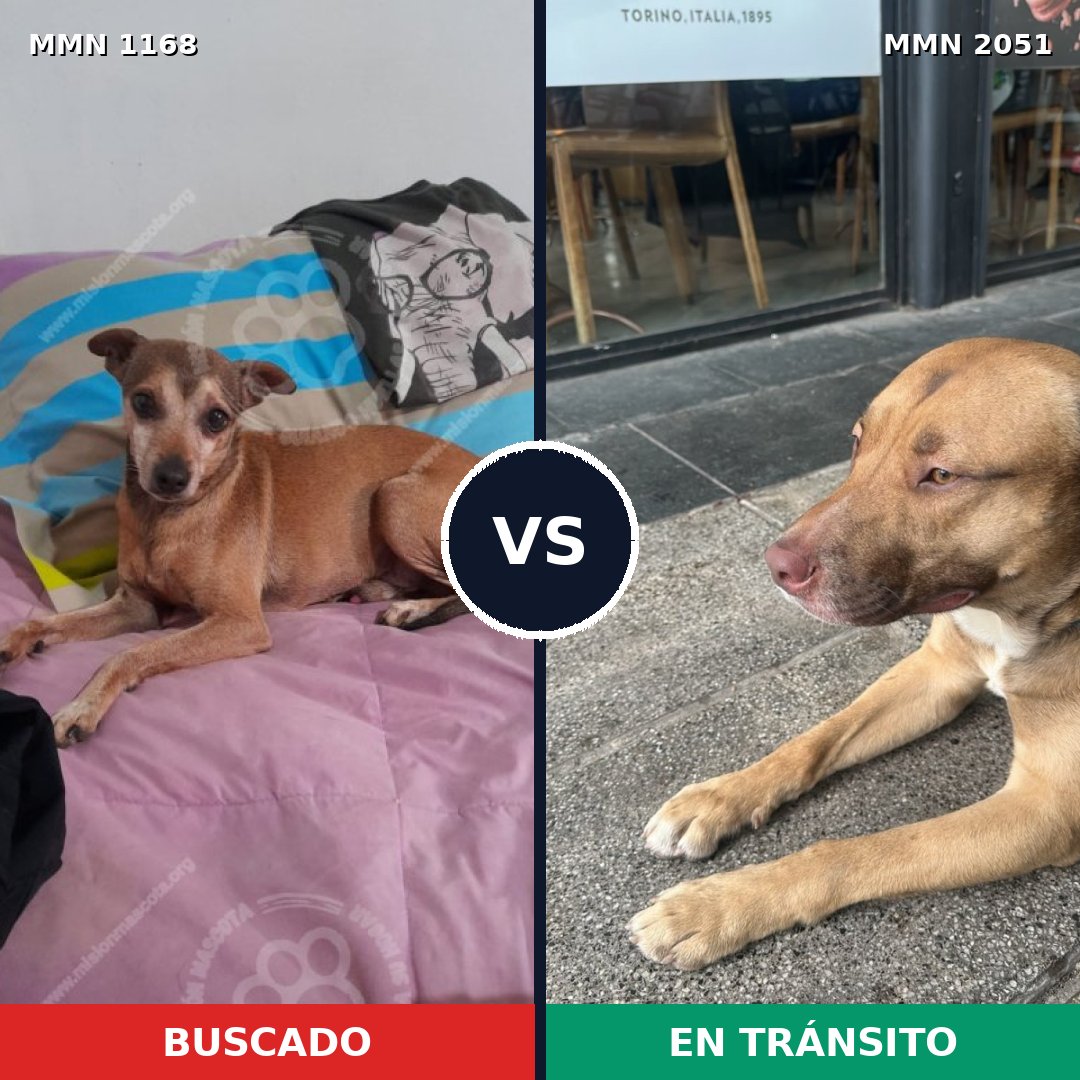 Comparativa MMS 53109: mascota perdida y mascota encontrada, 24% de similitud