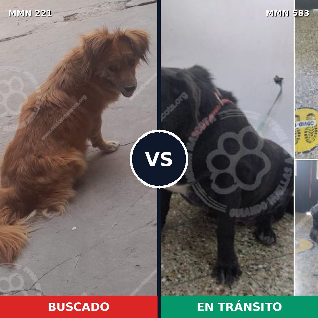 Comparativa MMS 5311: mascota perdida y mascota encontrada, 51% de similitud