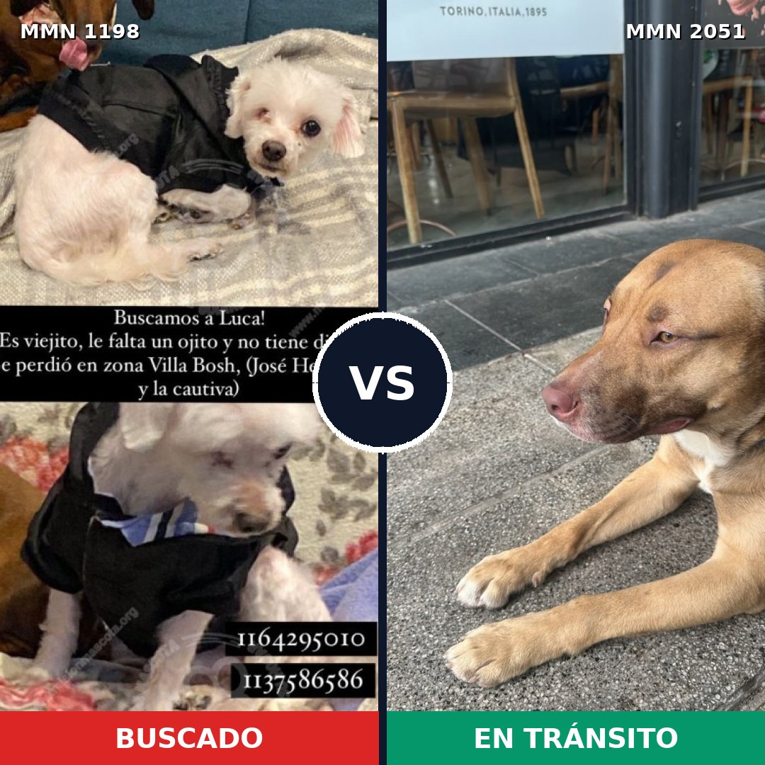 Comparativa MMS 53110: mascota perdida y mascota encontrada, 26% de similitud