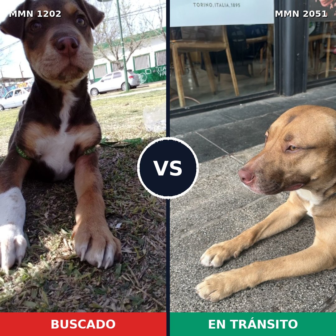 Comparativa MMS 53111: mascota perdida y mascota encontrada, 45% de similitud