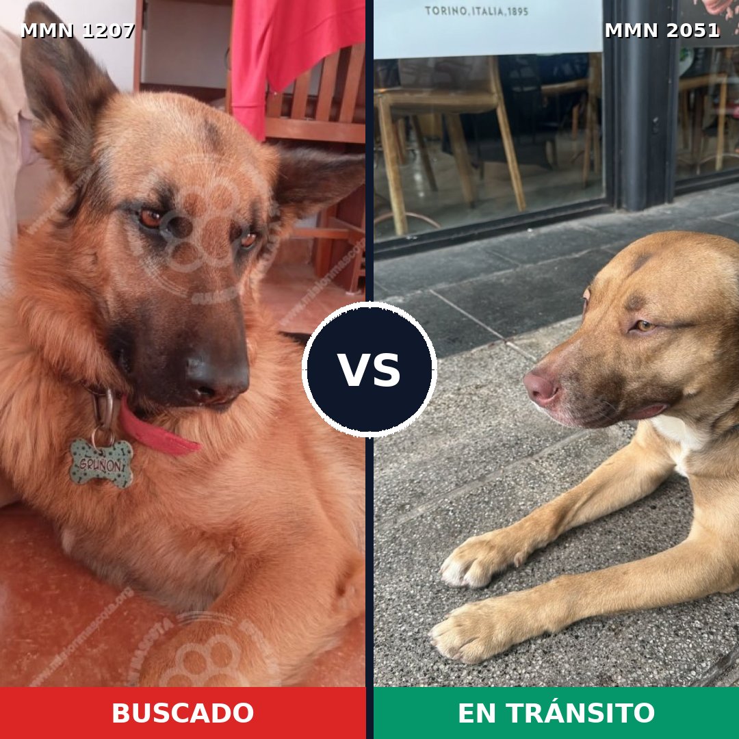 Comparativa MMS 53112: mascota perdida y mascota encontrada, 42% de similitud