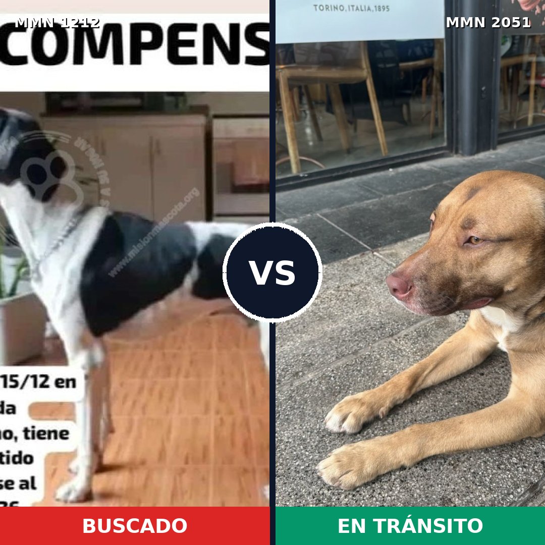 Comparativa MMS 53114: mascota perdida y mascota encontrada, 39% de similitud
