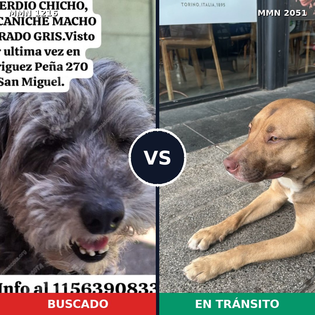 Comparativa MMS 53115: mascota perdida y mascota encontrada, 35% de similitud