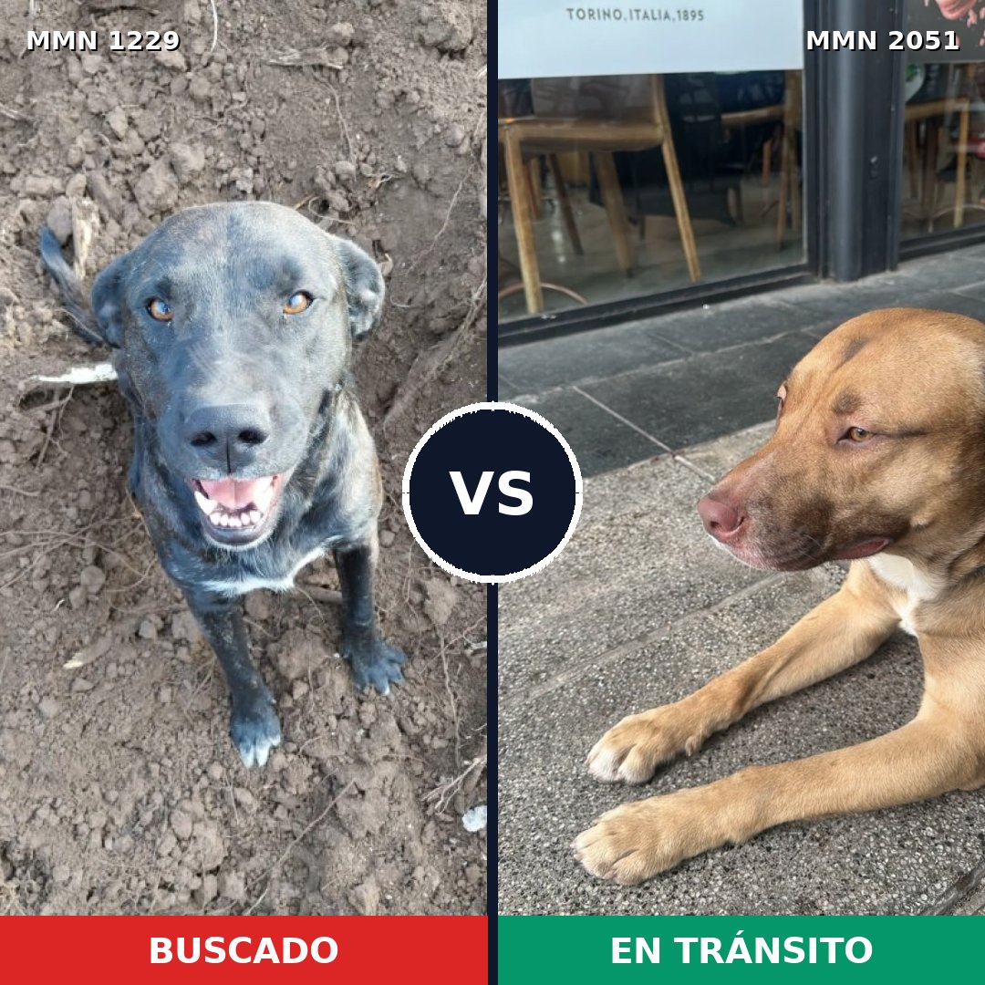 Comparativa MMS 53116: mascota perdida y mascota encontrada, 40% de similitud