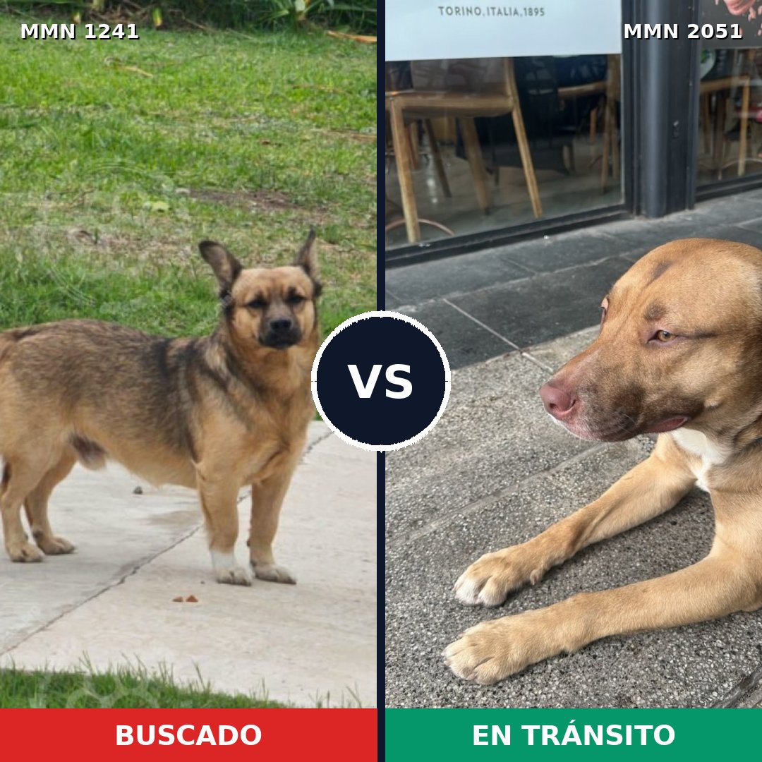 Comparativa MMS 53117: mascota perdida y mascota encontrada, 48% de similitud