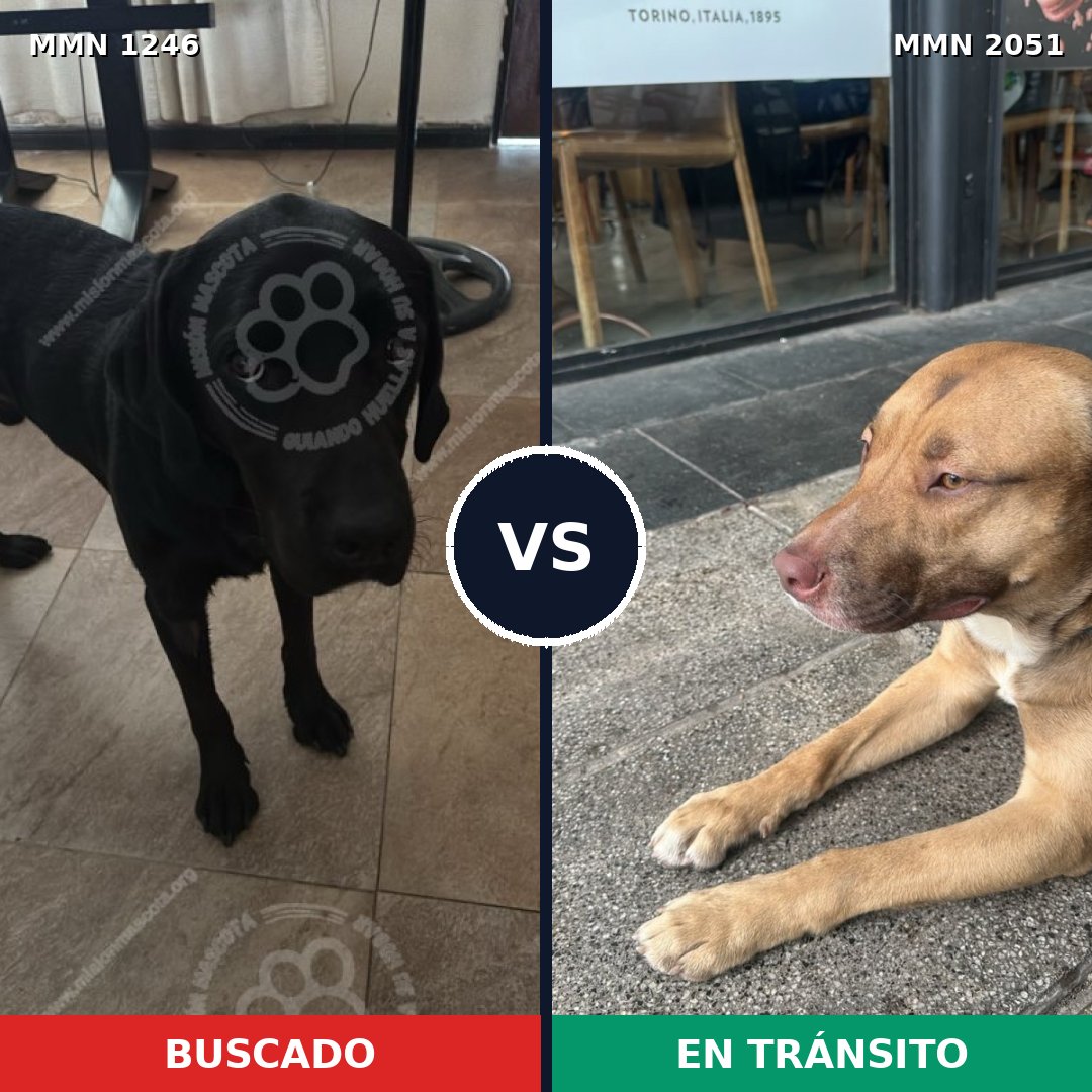 Comparativa MMS 53118: mascota perdida y mascota encontrada, 24% de similitud