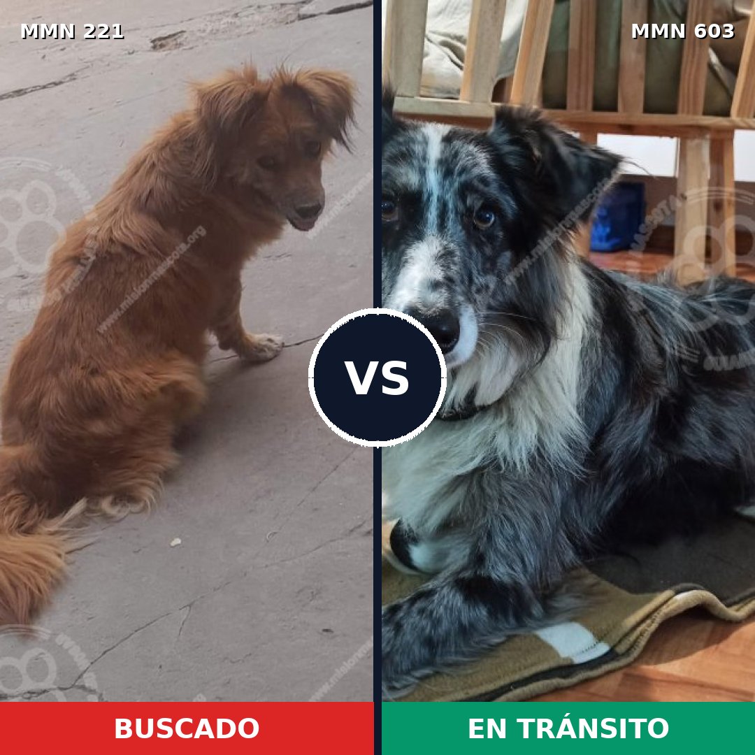 Comparativa MMS 5312: mascota perdida y mascota encontrada, 5% de similitud