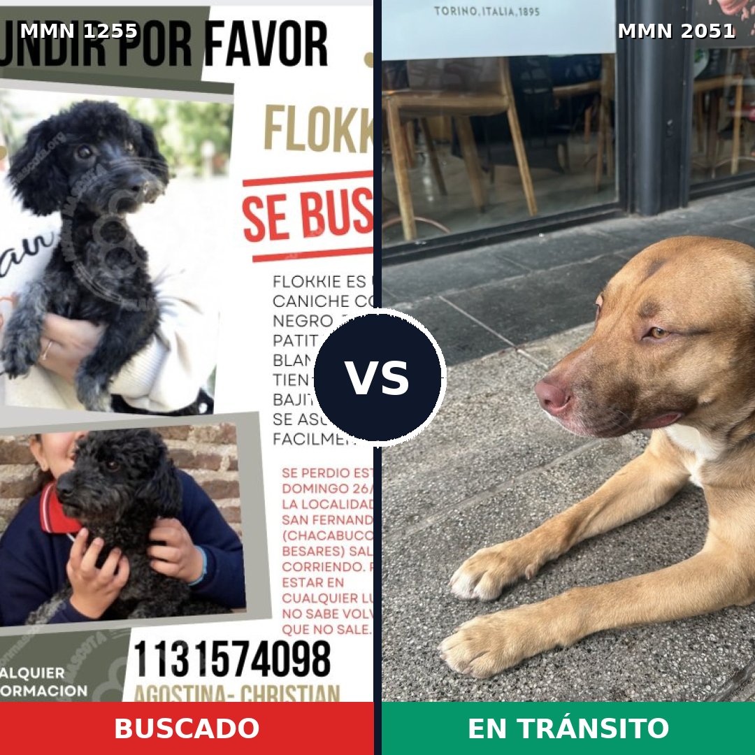 Comparativa MMS 53120: mascota perdida y mascota encontrada, 24% de similitud