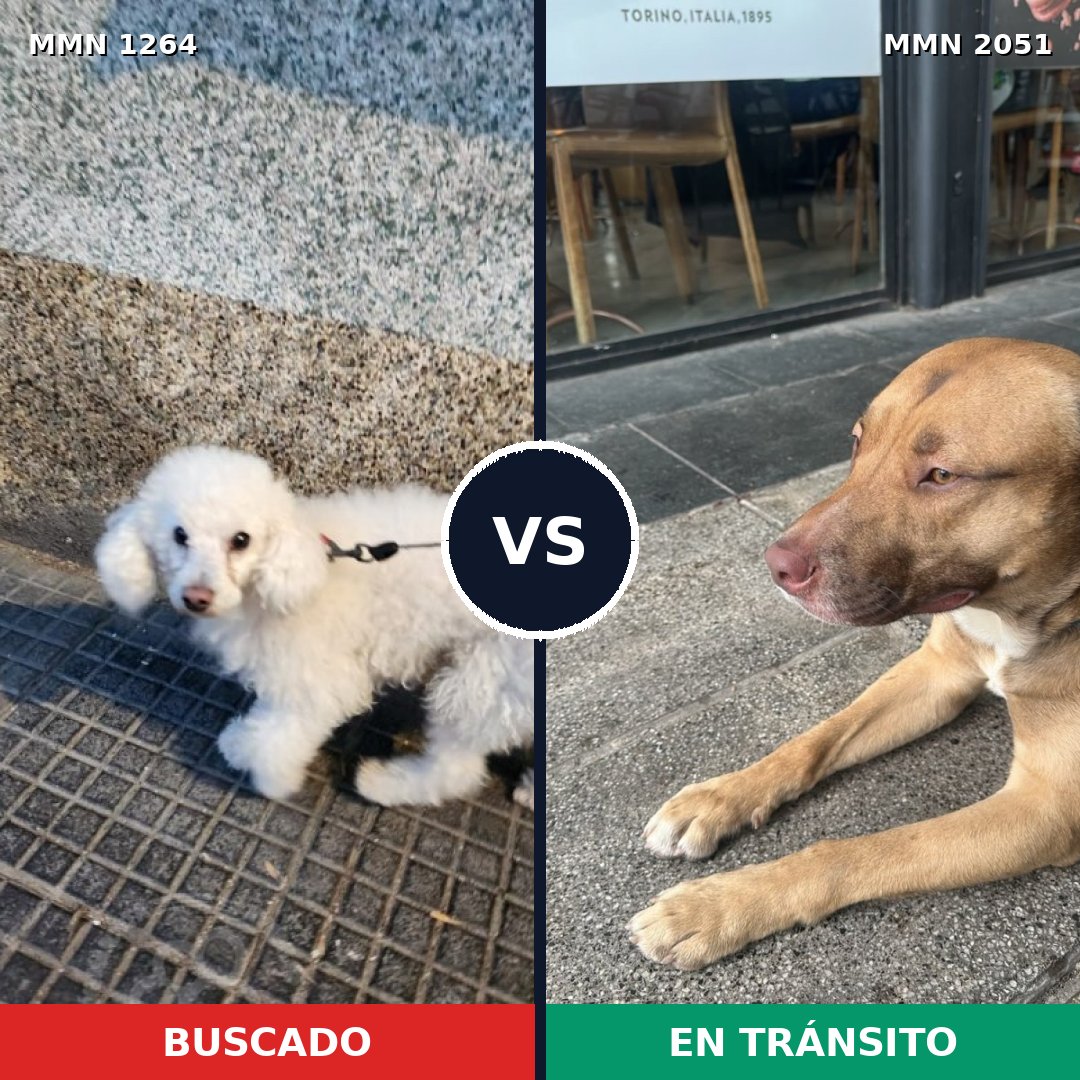 Comparativa MMS 53123: mascota perdida y mascota encontrada, 26% de similitud