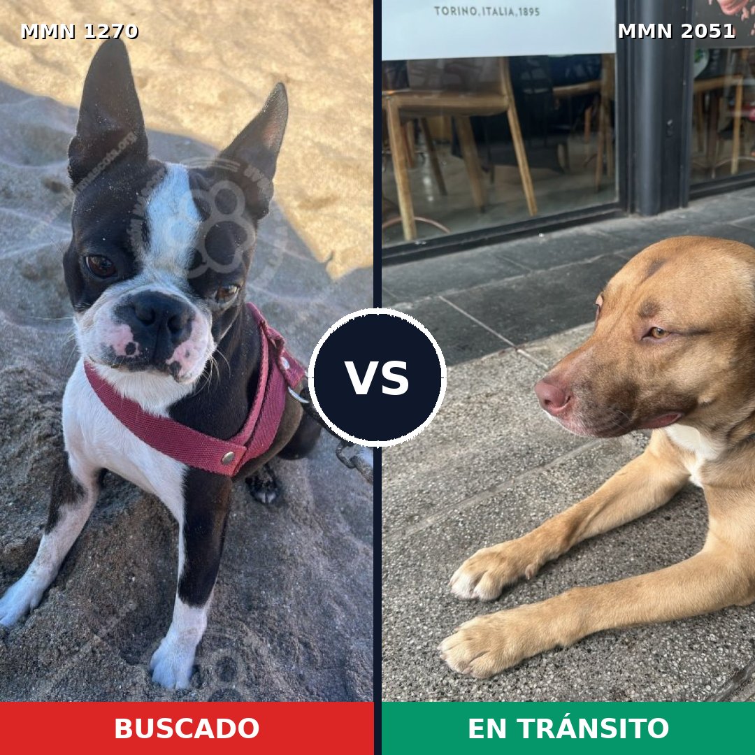 Comparativa MMS 53124: mascota perdida y mascota encontrada, 25% de similitud