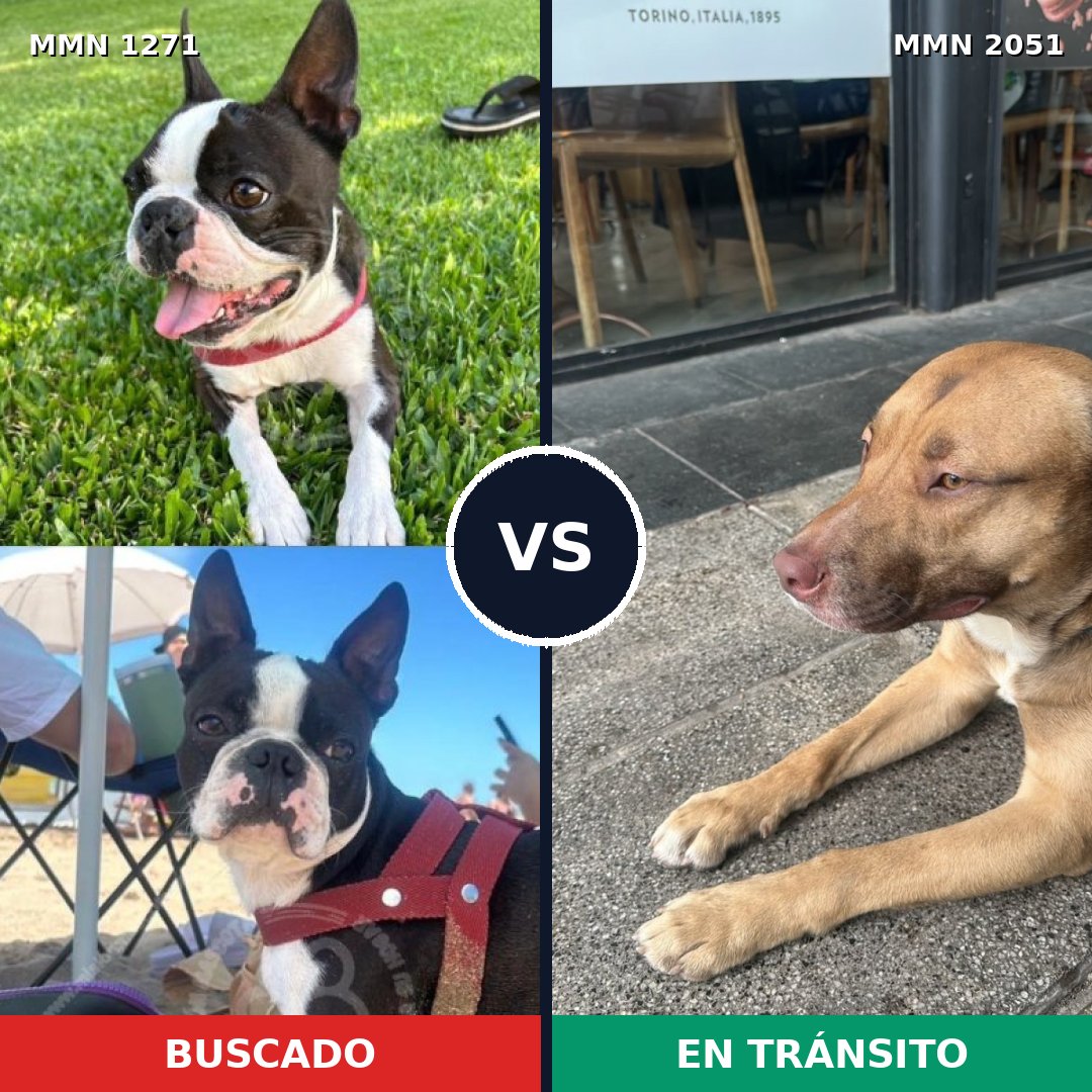 Comparativa MMS 53125: mascota perdida y mascota encontrada, 25% de similitud