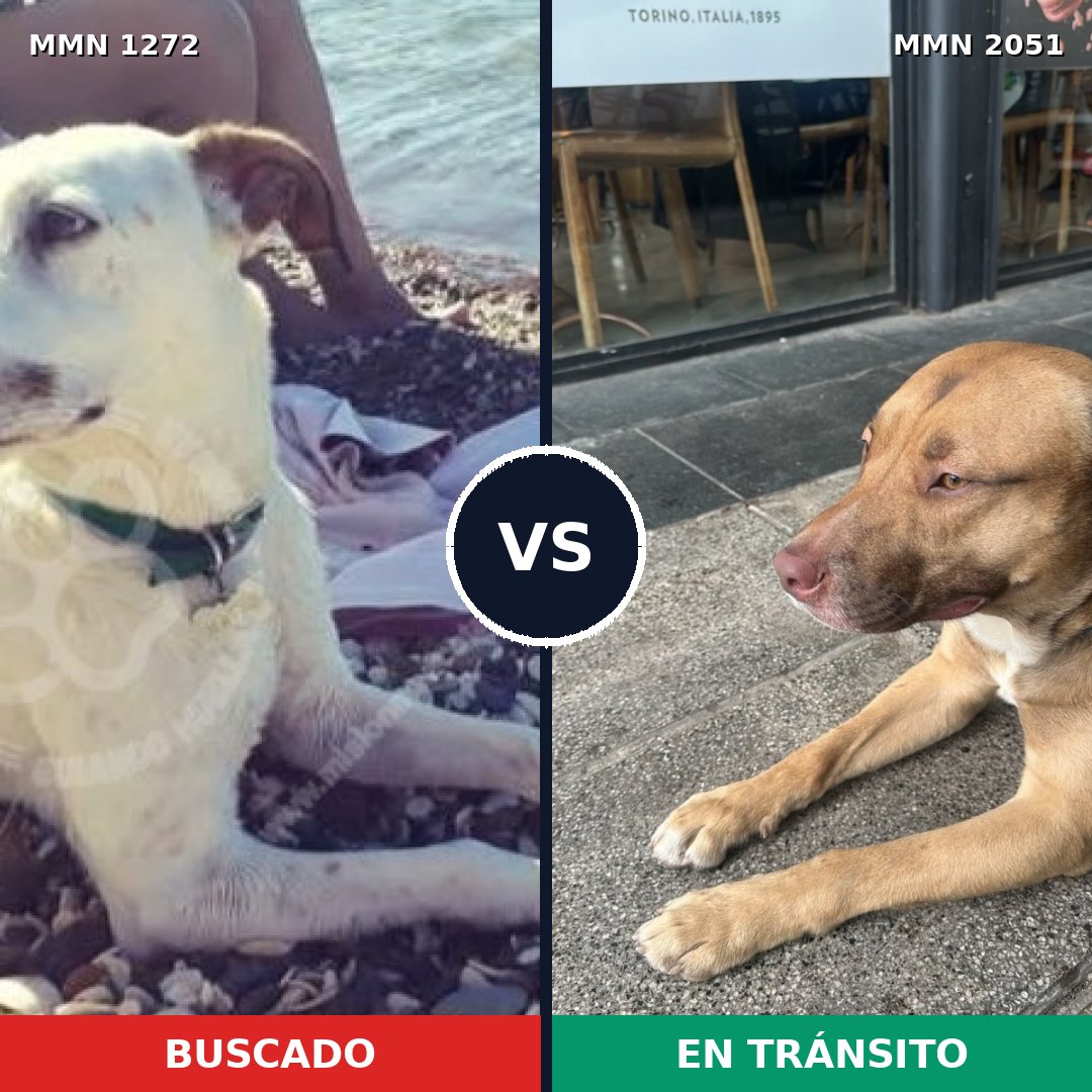 Comparativa MMS 53126: mascota perdida y mascota encontrada, 62% de similitud