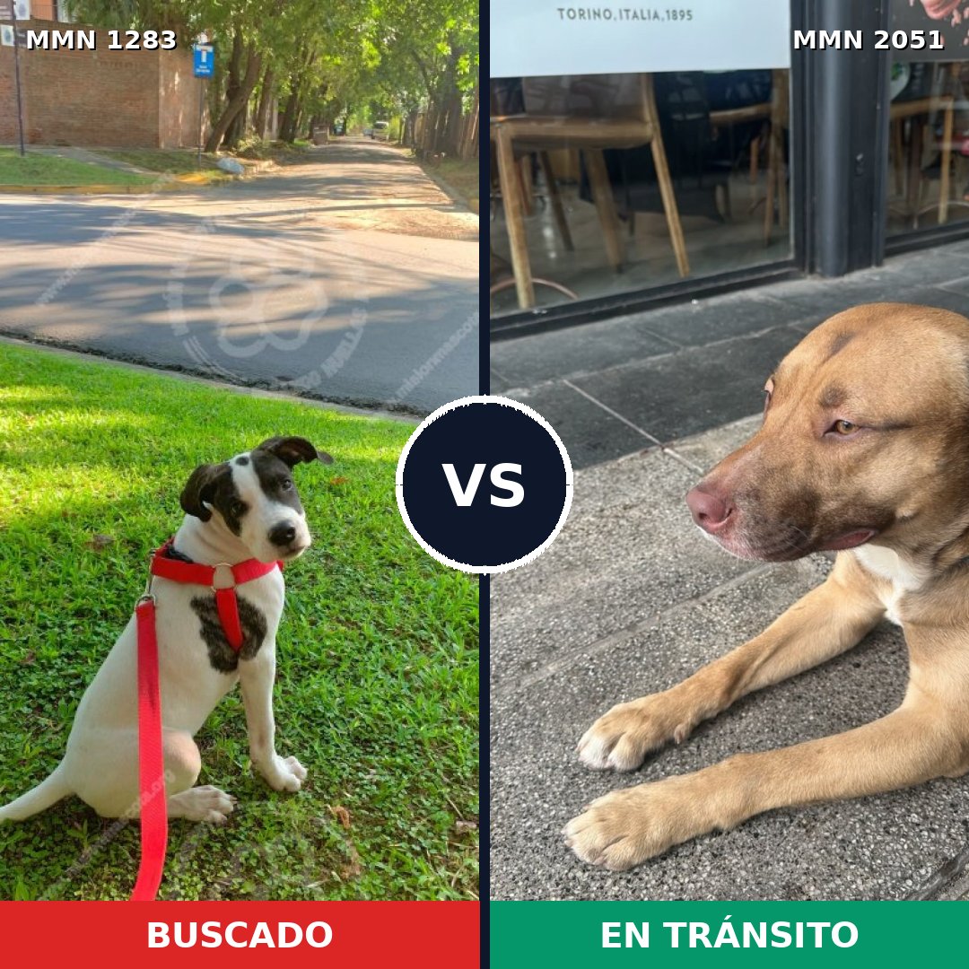 Comparativa MMS 53128: mascota perdida y mascota encontrada, 49% de similitud