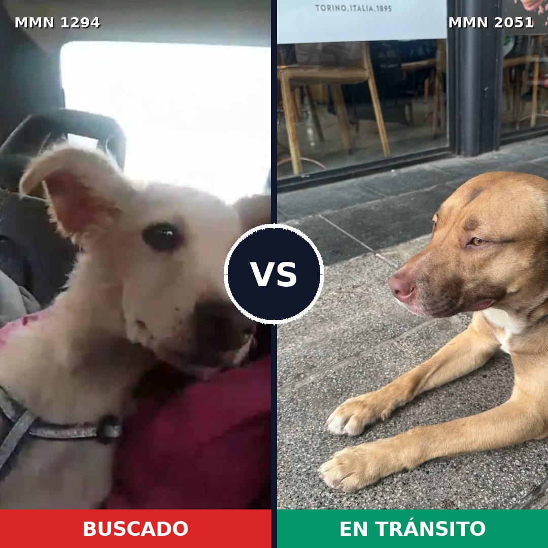 Comparativa MMS 53129: mascota perdida y mascota encontrada, 59% de similitud