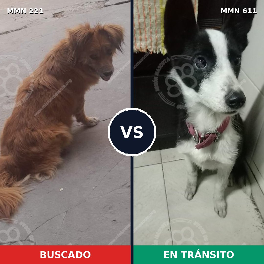 Comparativa MMS 5313: mascota perdida y mascota encontrada, 51% de similitud