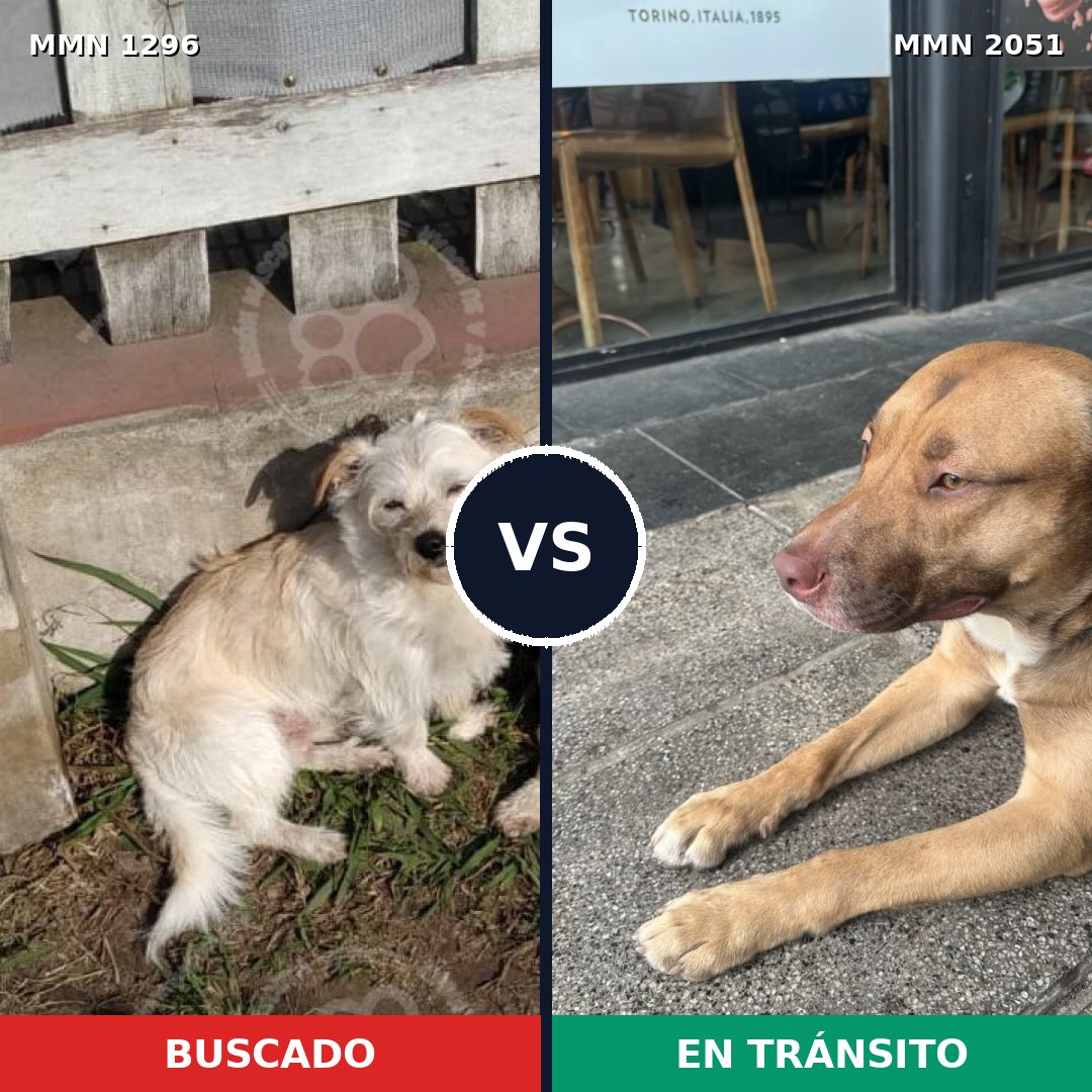 Comparativa MMS 53130: mascota perdida y mascota encontrada, 50% de similitud