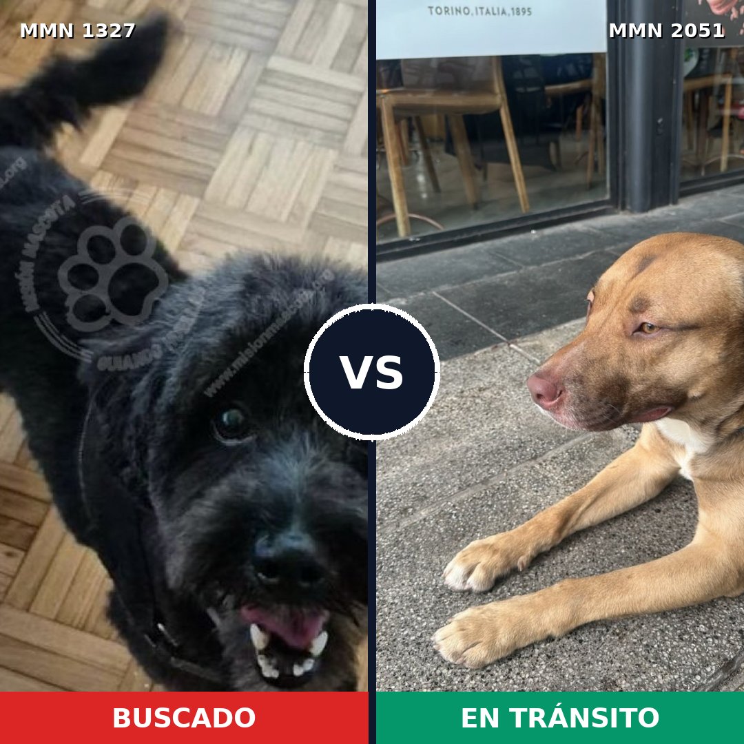 Comparativa MMS 53133: mascota perdida y mascota encontrada, 57% de similitud
