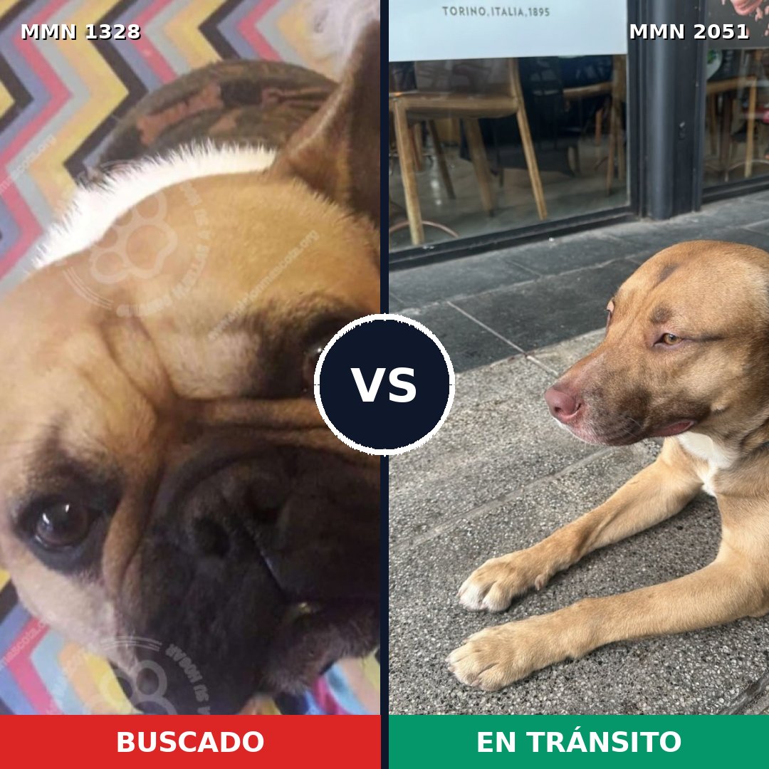 Comparativa MMS 53134: mascota perdida y mascota encontrada, 37% de similitud
