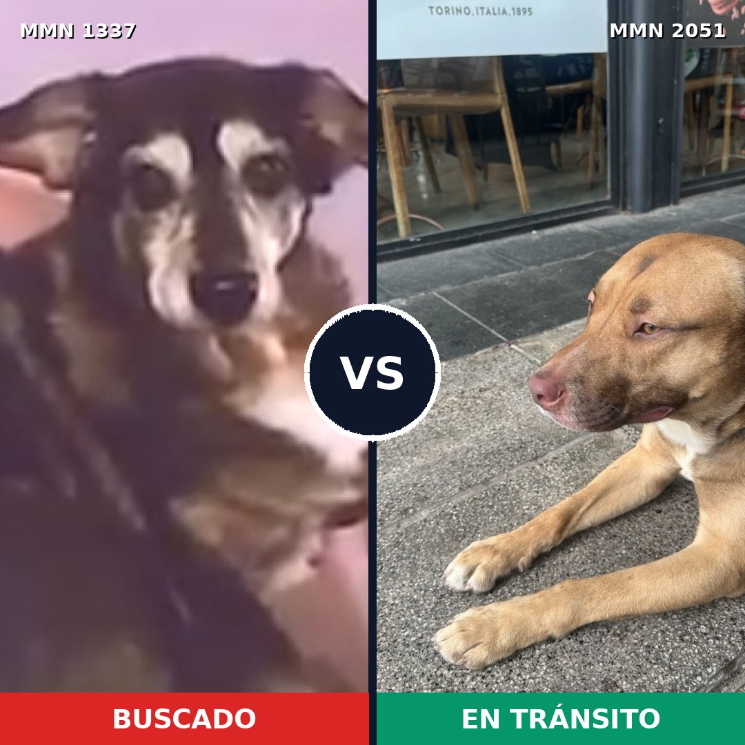 Comparativa MMS 53135: mascota perdida y mascota encontrada, 74% de similitud