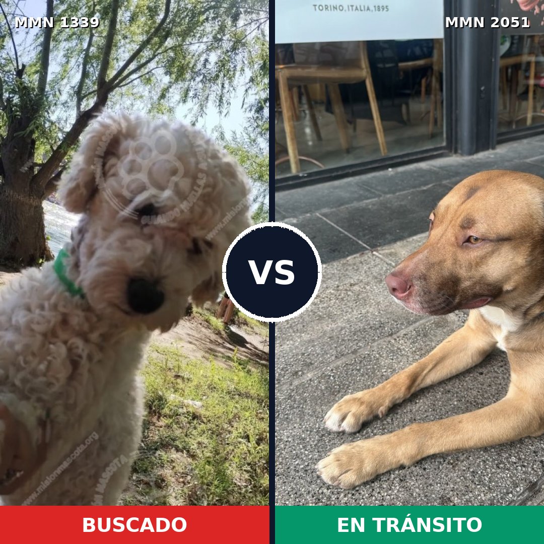 Comparativa MMS 53136: mascota perdida y mascota encontrada, 31% de similitud