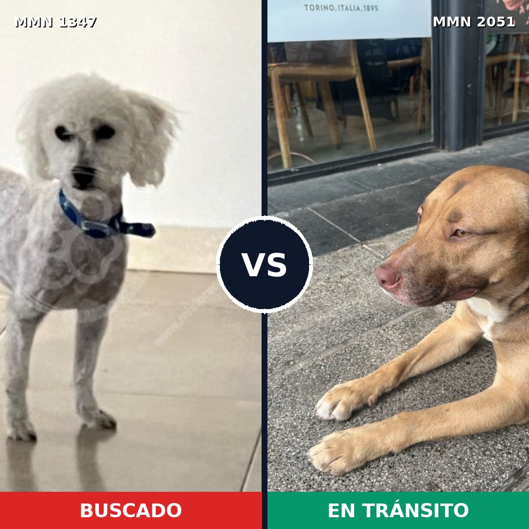 Comparativa MMS 53137: mascota perdida y mascota encontrada, 32% de similitud