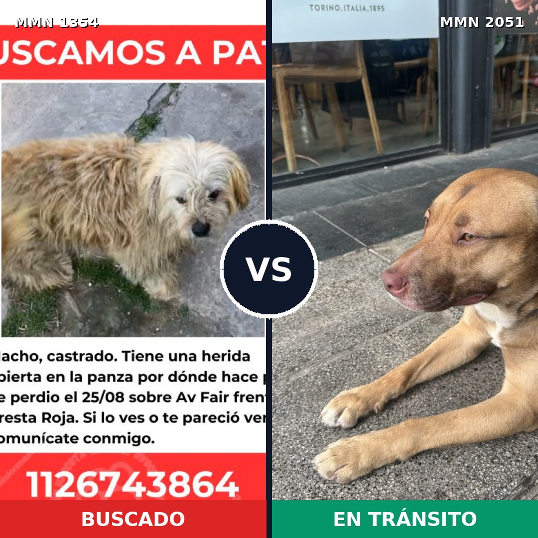 Comparativa MMS 53138: mascota perdida y mascota encontrada, 57% de similitud