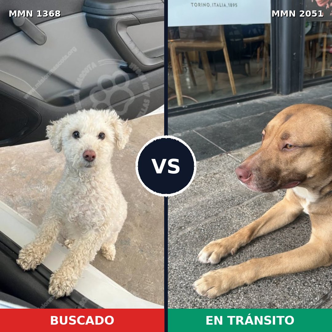 Comparativa MMS 53140: mascota perdida y mascota encontrada, 25% de similitud
