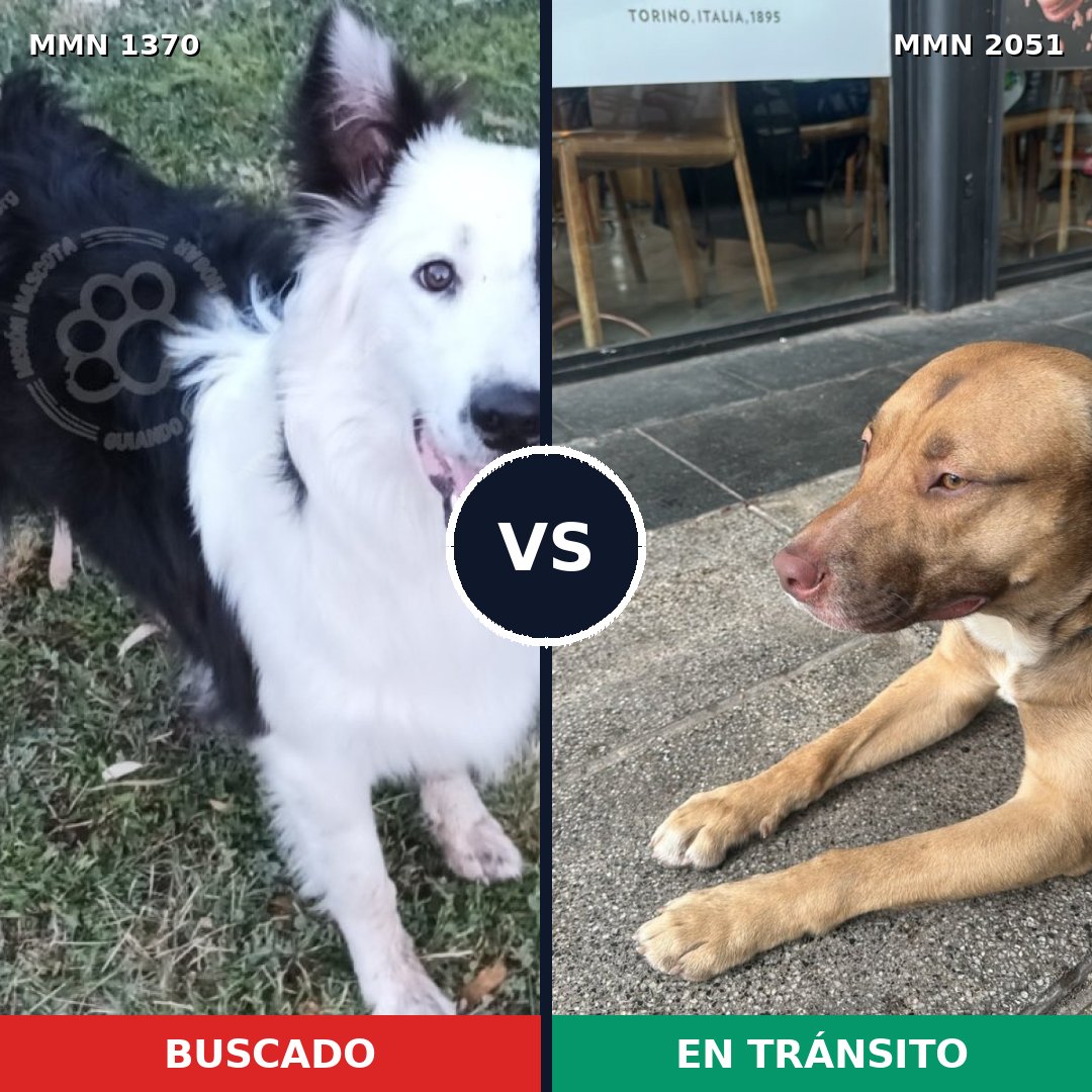 Comparativa MMS 53141: mascota perdida y mascota encontrada, 43% de similitud