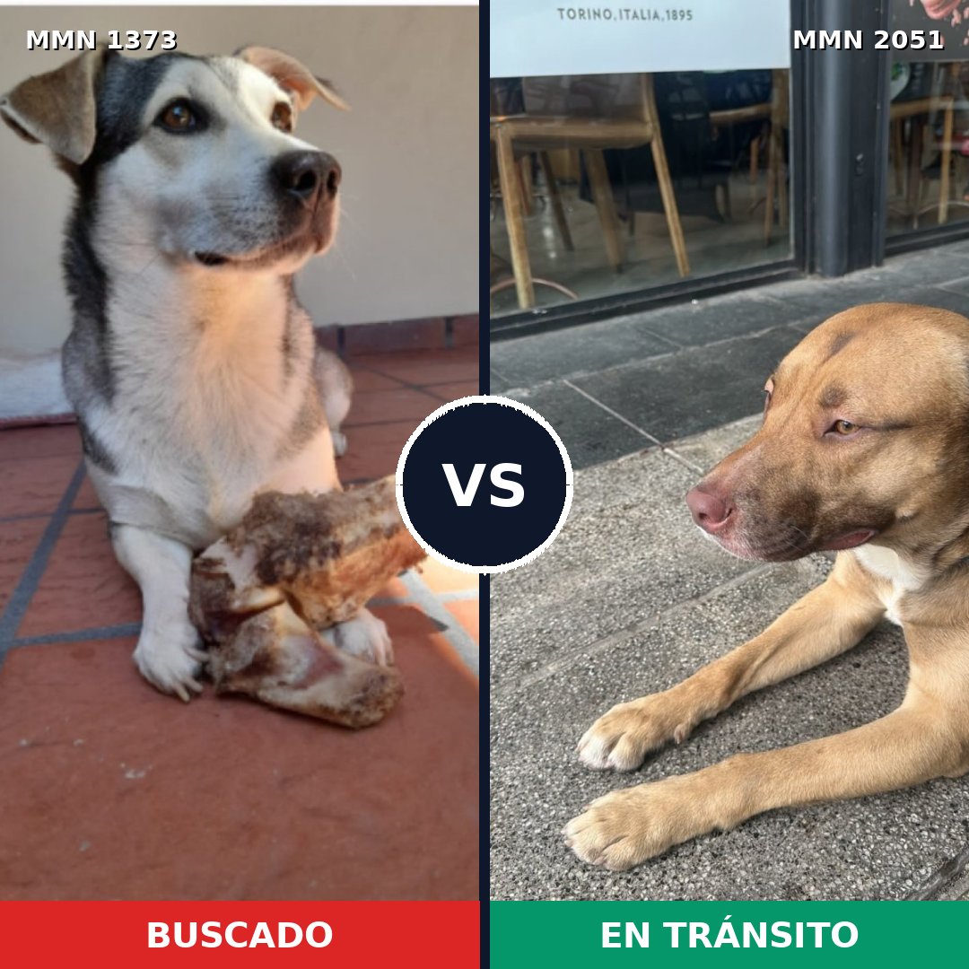 Comparativa MMS 53142: mascota perdida y mascota encontrada, 51% de similitud