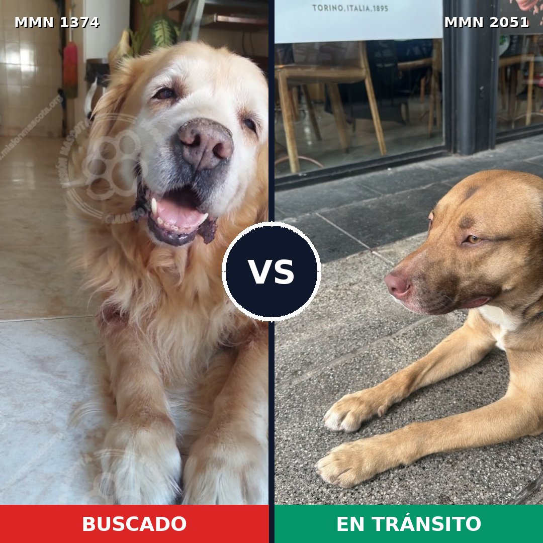 Comparativa MMS 53143: mascota perdida y mascota encontrada, 45% de similitud