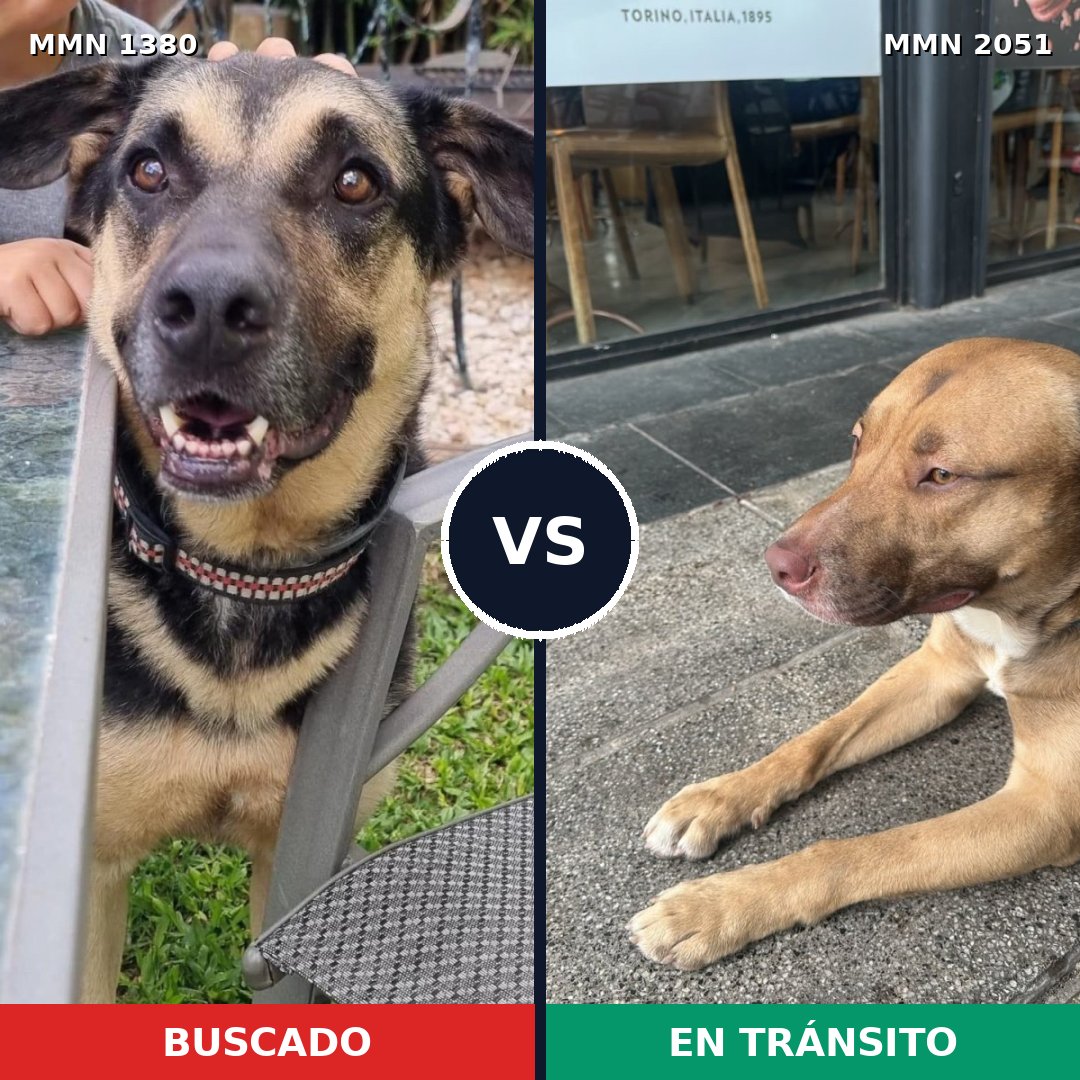 Comparativa MMS 53144: mascota perdida y mascota encontrada, 78% de similitud