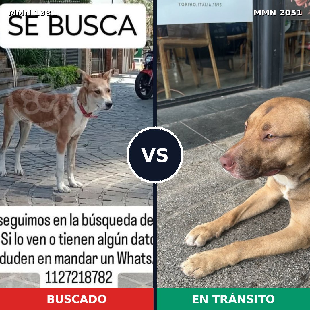 Comparativa MMS 53145: mascota perdida y mascota encontrada, 76% de similitud