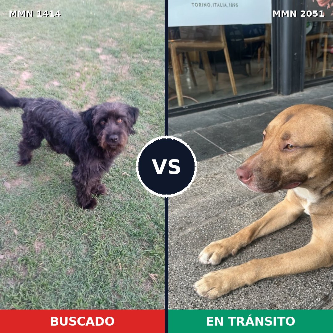 Comparativa MMS 53148: mascota perdida y mascota encontrada, 31% de similitud
