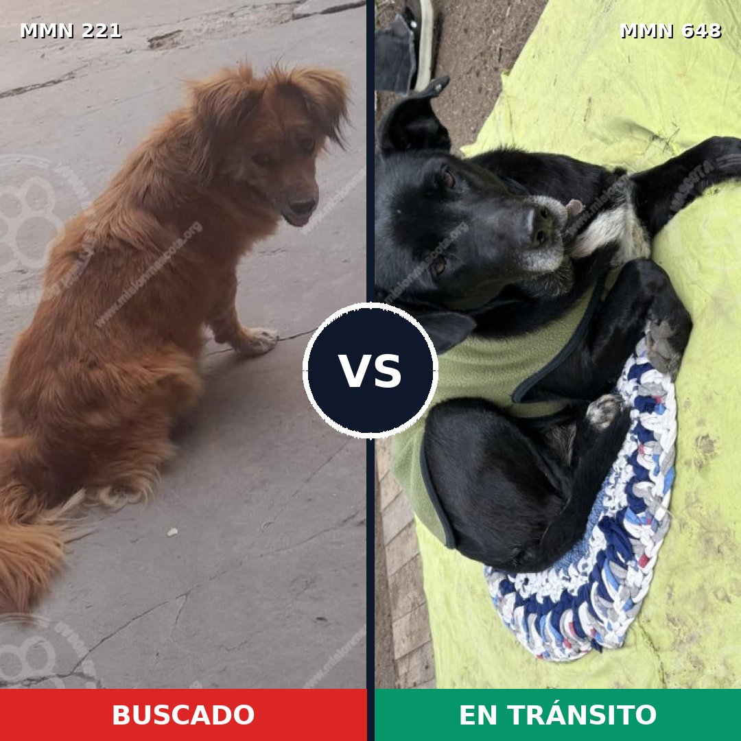 Comparativa MMS 5315: mascota perdida y mascota encontrada, 52% de similitud
