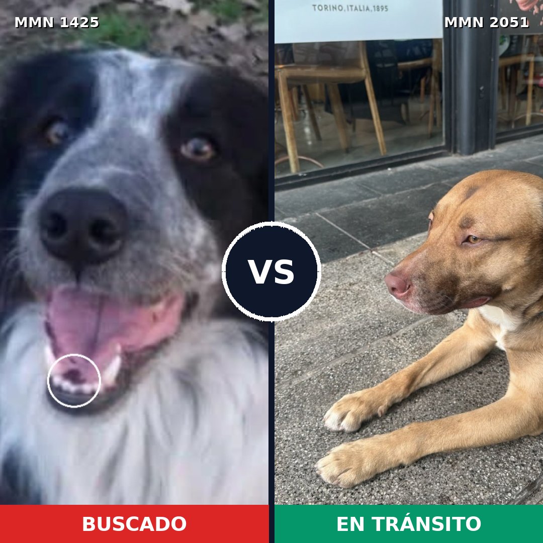 Comparativa MMS 53150: mascota perdida y mascota encontrada, 41% de similitud