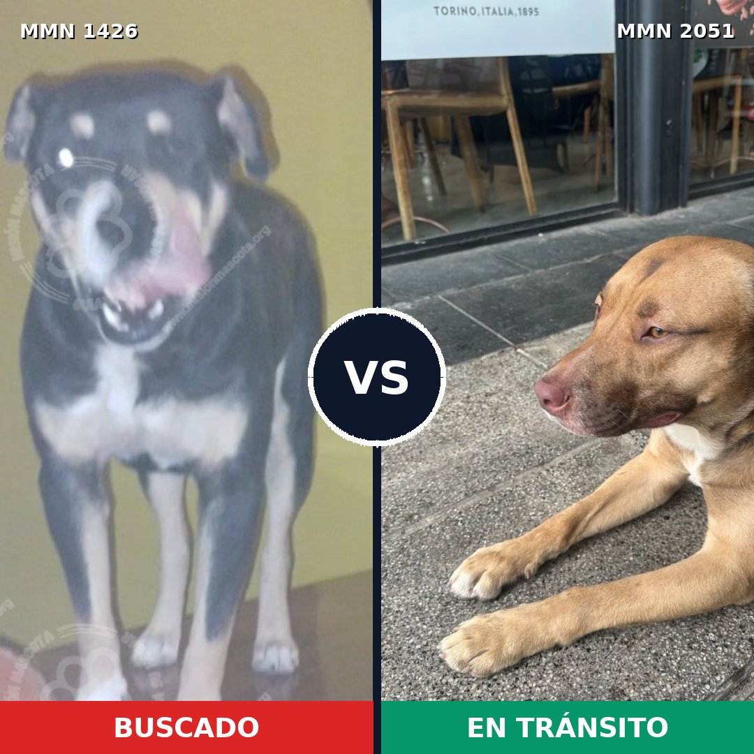 Comparativa MMS 53151: mascota perdida y mascota encontrada, 56% de similitud