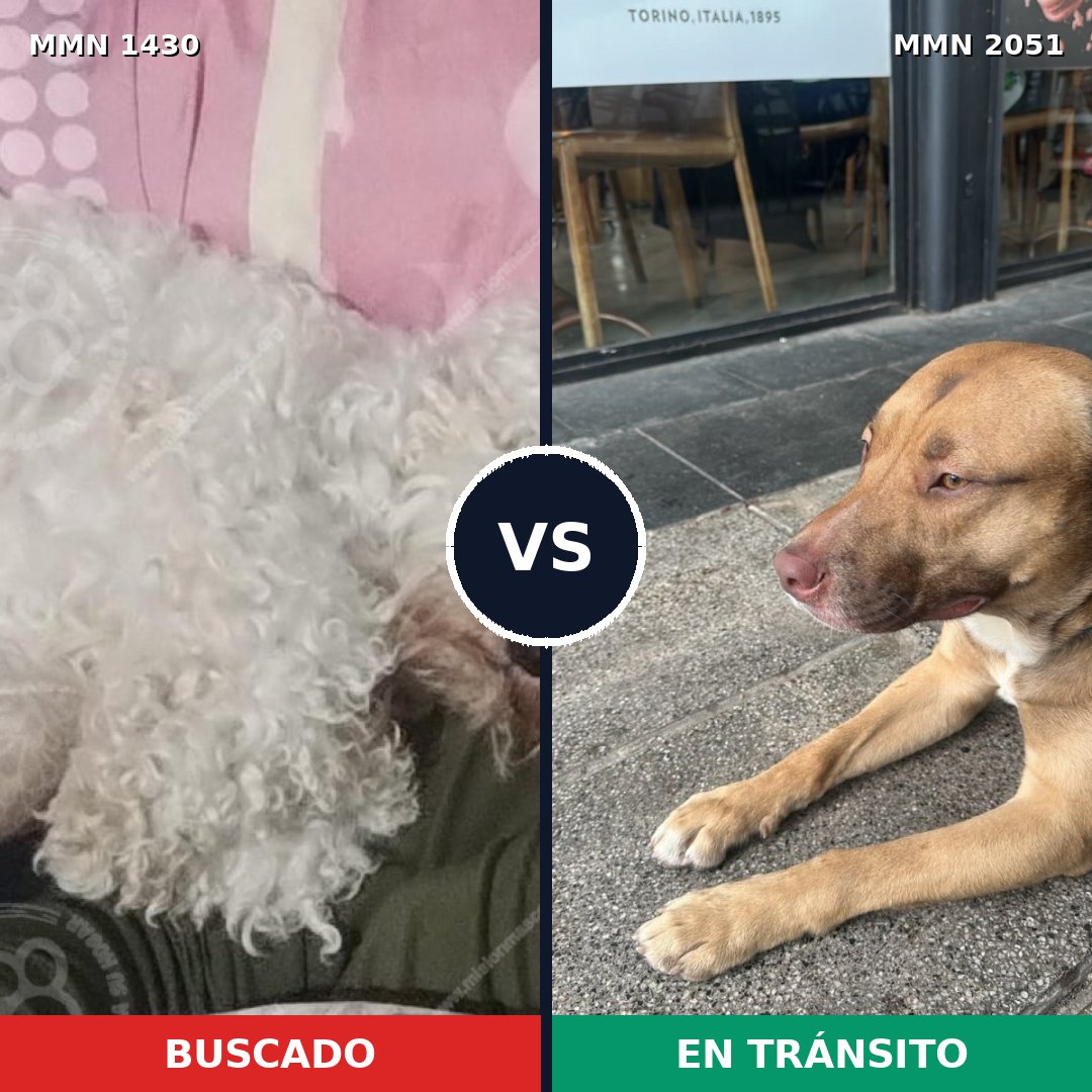 Comparativa MMS 53152: mascota perdida y mascota encontrada, 26% de similitud