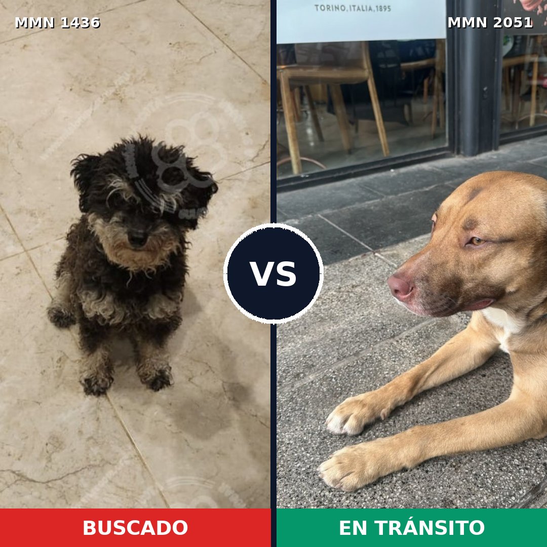 Comparativa MMS 53154: mascota perdida y mascota encontrada, 50% de similitud