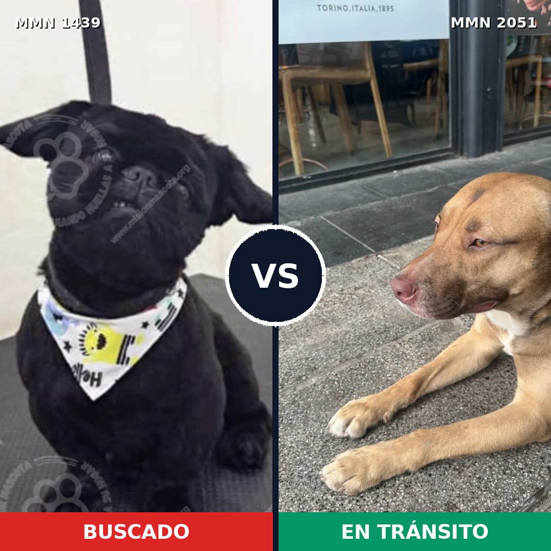 Comparativa MMS 53156: mascota perdida y mascota encontrada, 18% de similitud