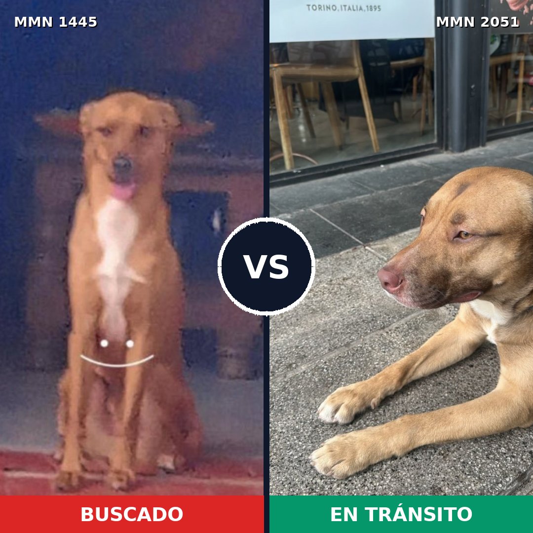 Comparativa MMS 53157: mascota perdida y mascota encontrada, 61% de similitud