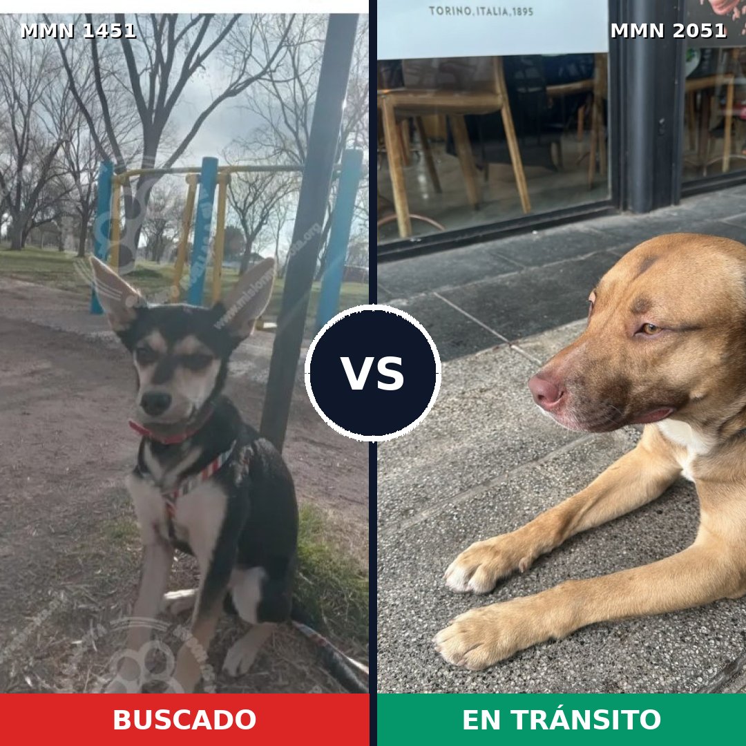 Comparativa MMS 53158: mascota perdida y mascota encontrada, 60% de similitud