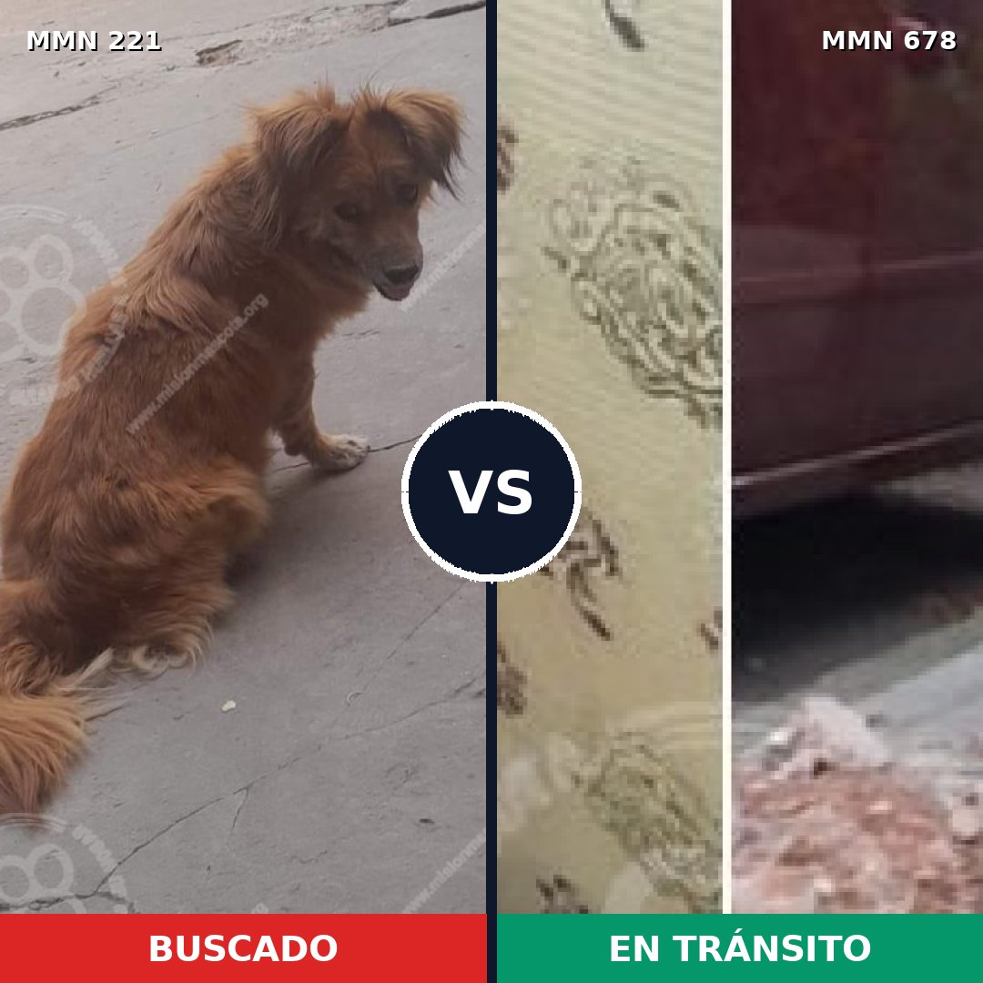 Comparativa MMS 5316: mascota perdida y mascota encontrada, 57% de similitud