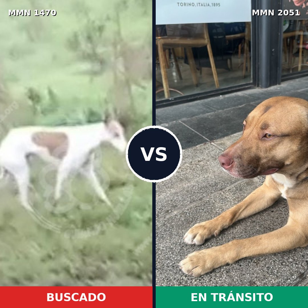 Comparativa MMS 53162: mascota perdida y mascota encontrada, 36% de similitud
